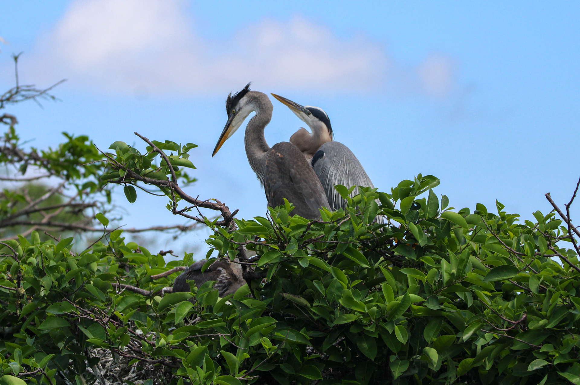 Great Blue Heron - Wakodahatchee Wetlands