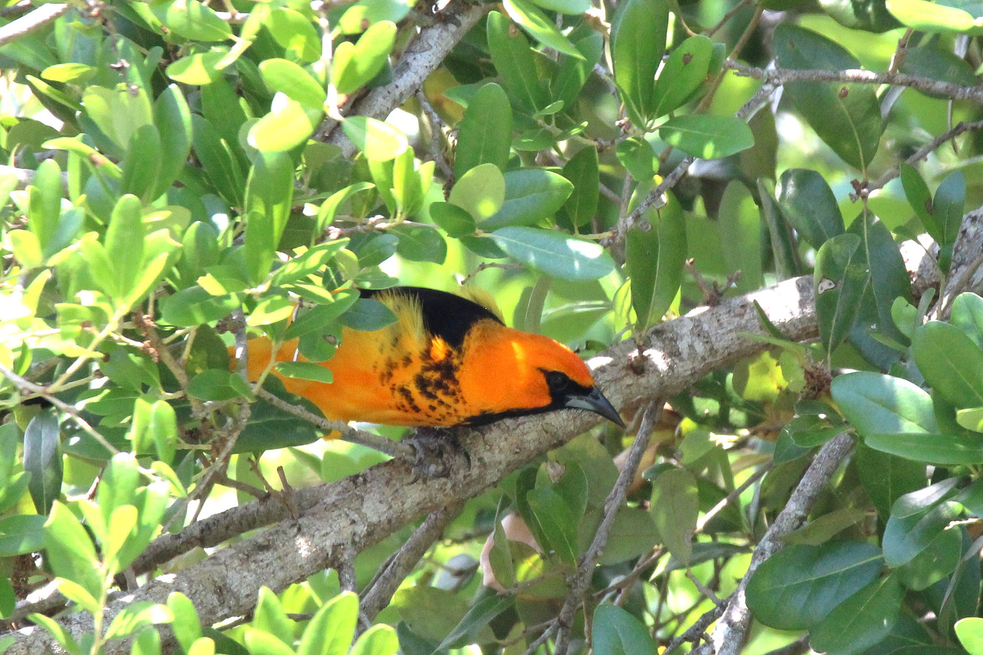 Spot-breasted Oriole - Pine Woods Park