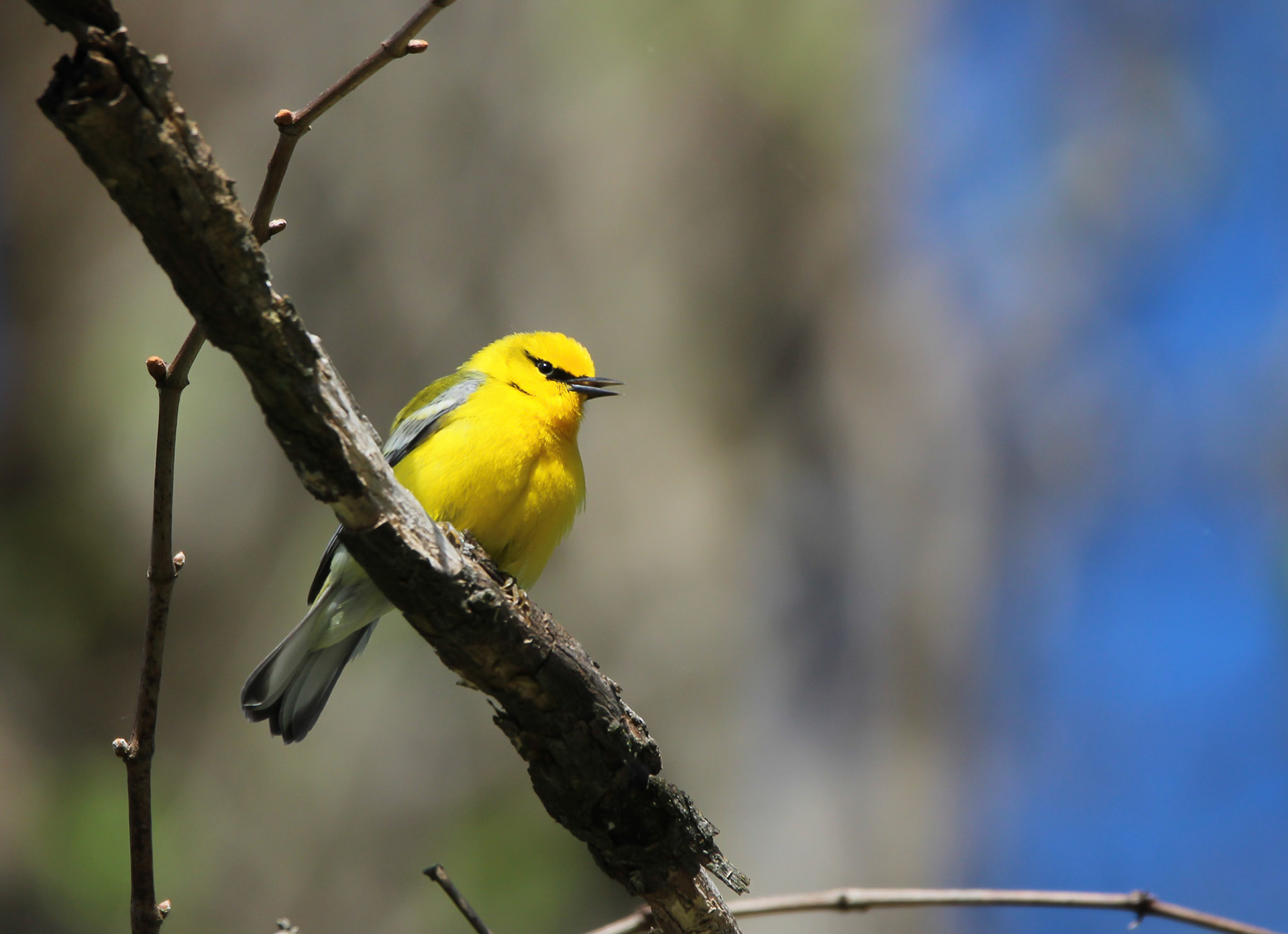Blue-winged Warbler