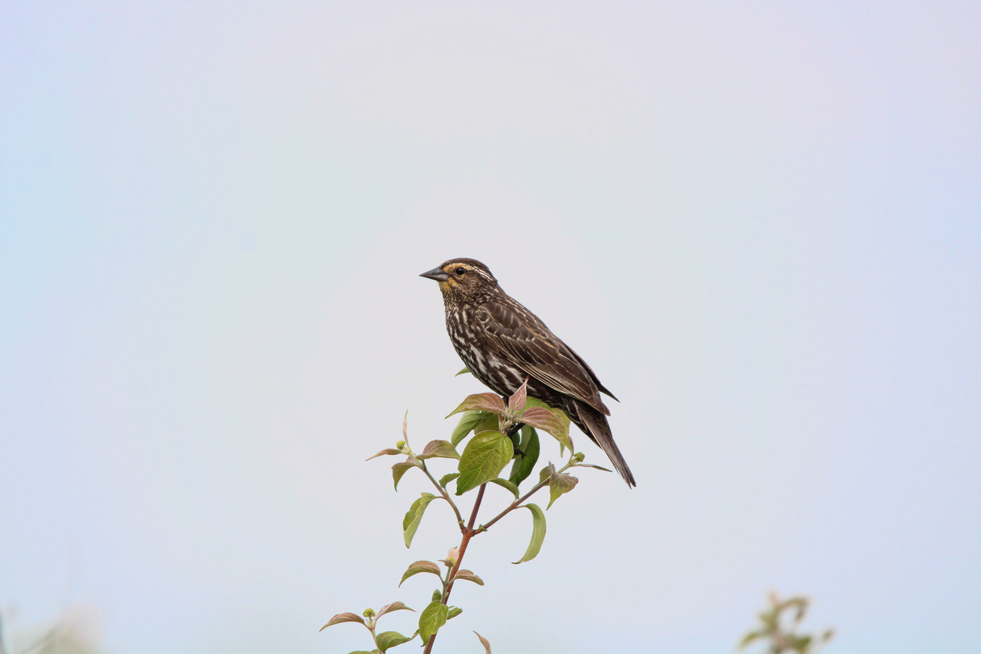 Red-winged Blackbird (F)