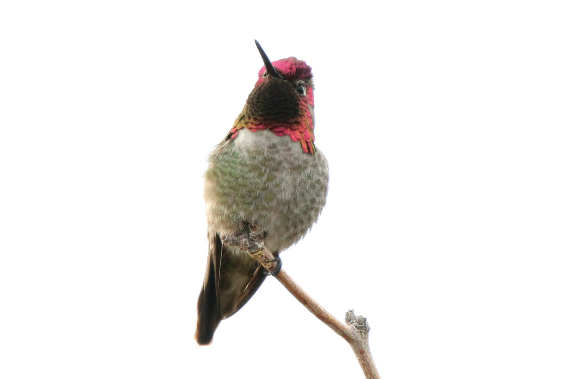 Anna's Hummingbird