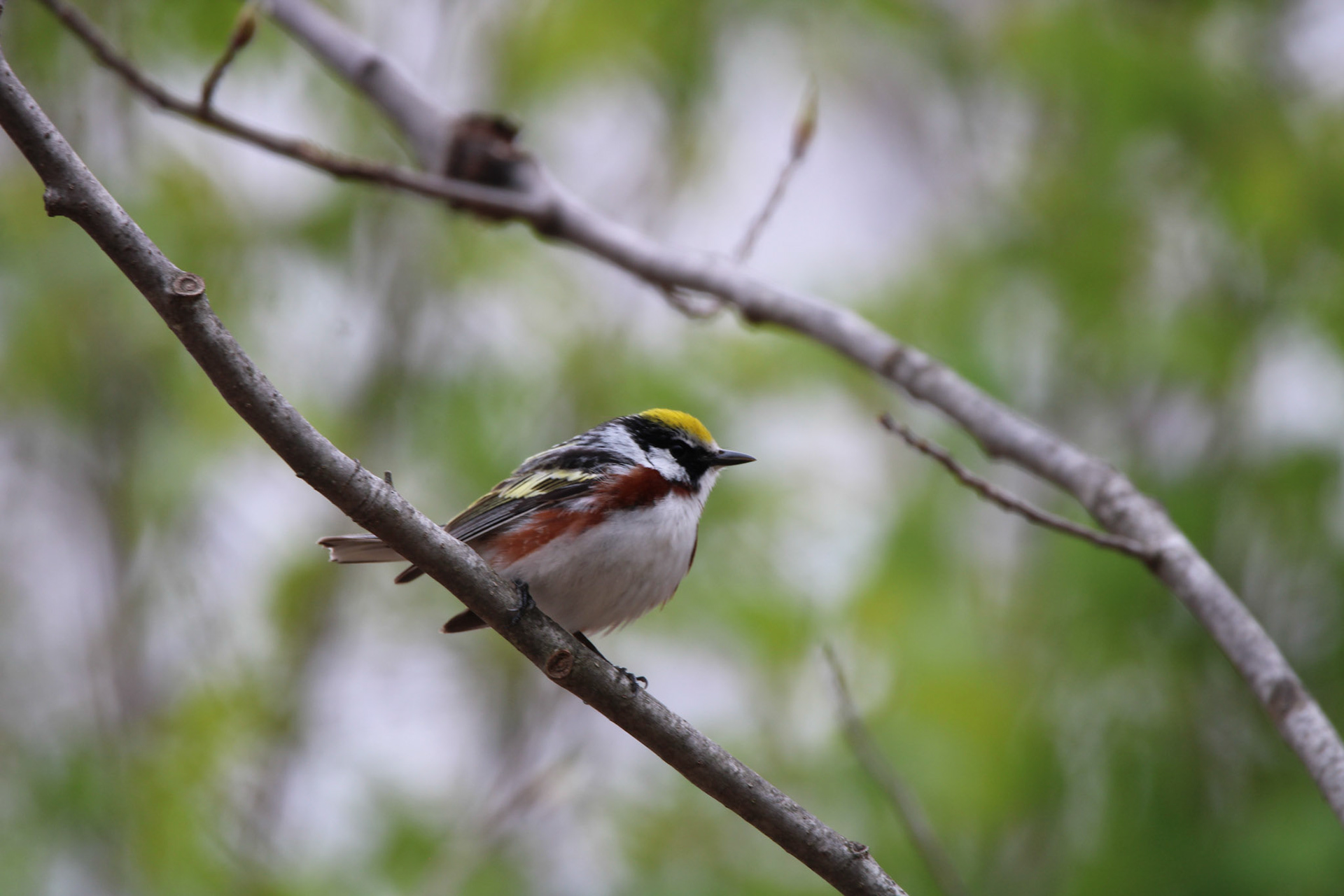 Chestnut-sided Warbler
