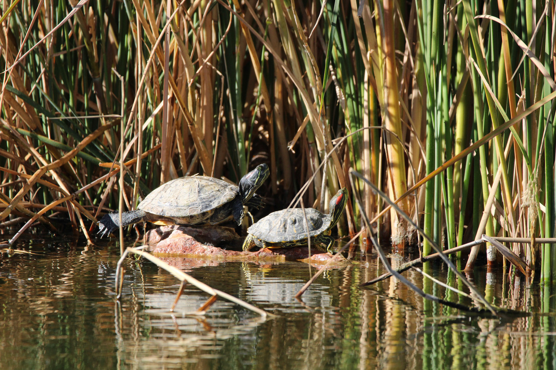 Red-eared Sliders