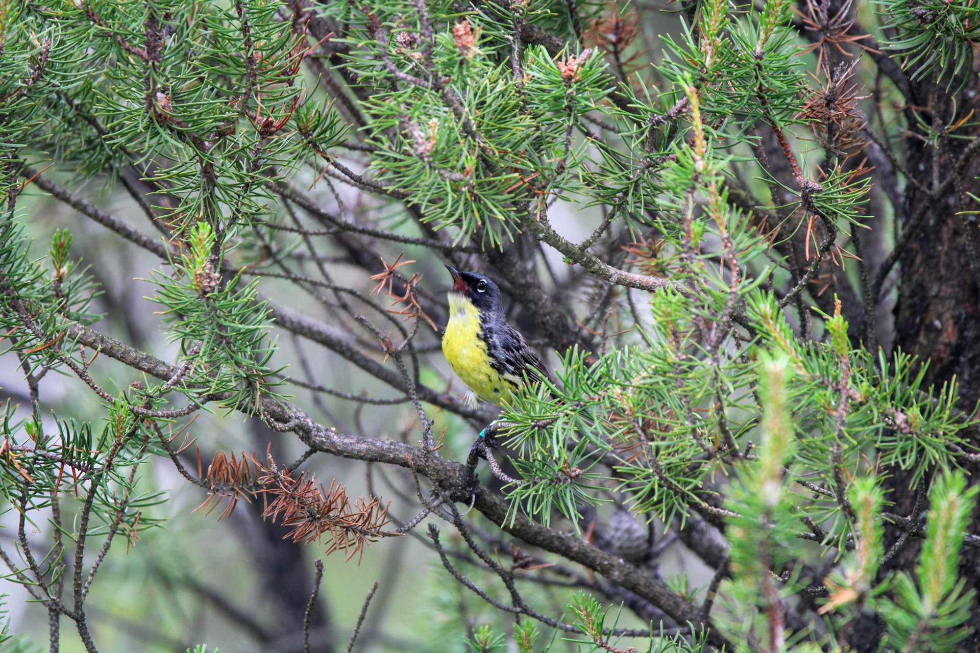 Kirtland's Warbler - Huron National Forest