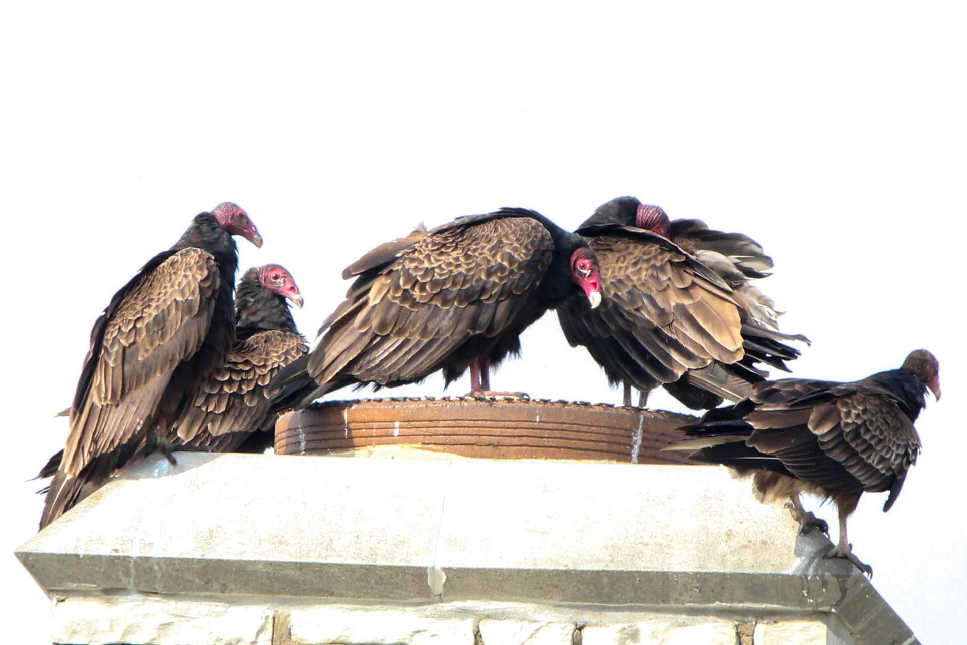 Turkey Vulture