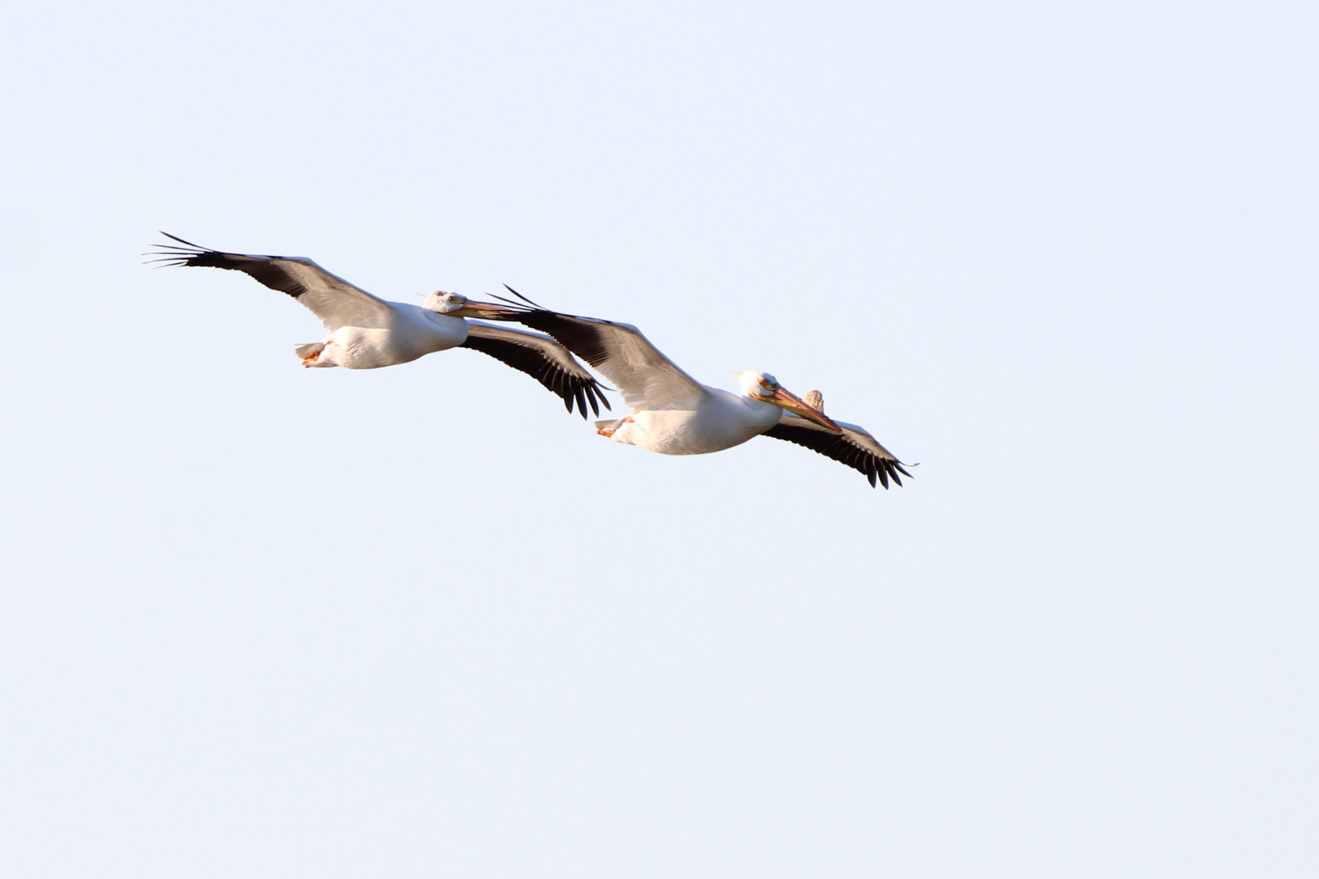 American White Pelican