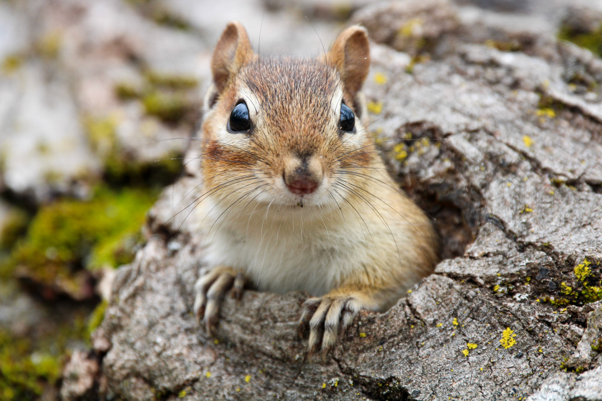 Eastern Chipmunk