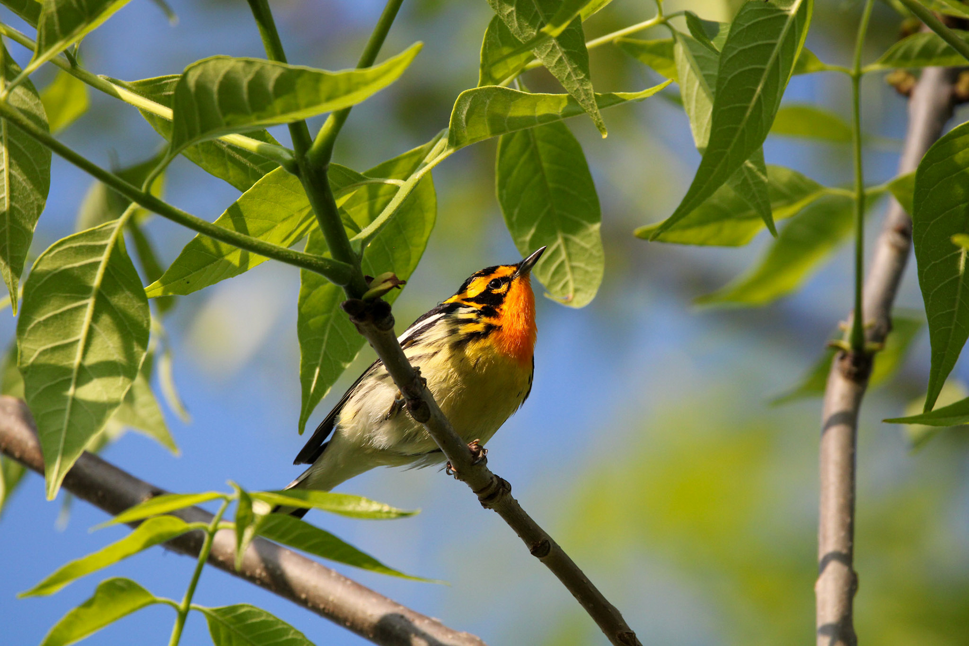 Blackburnian Warbler