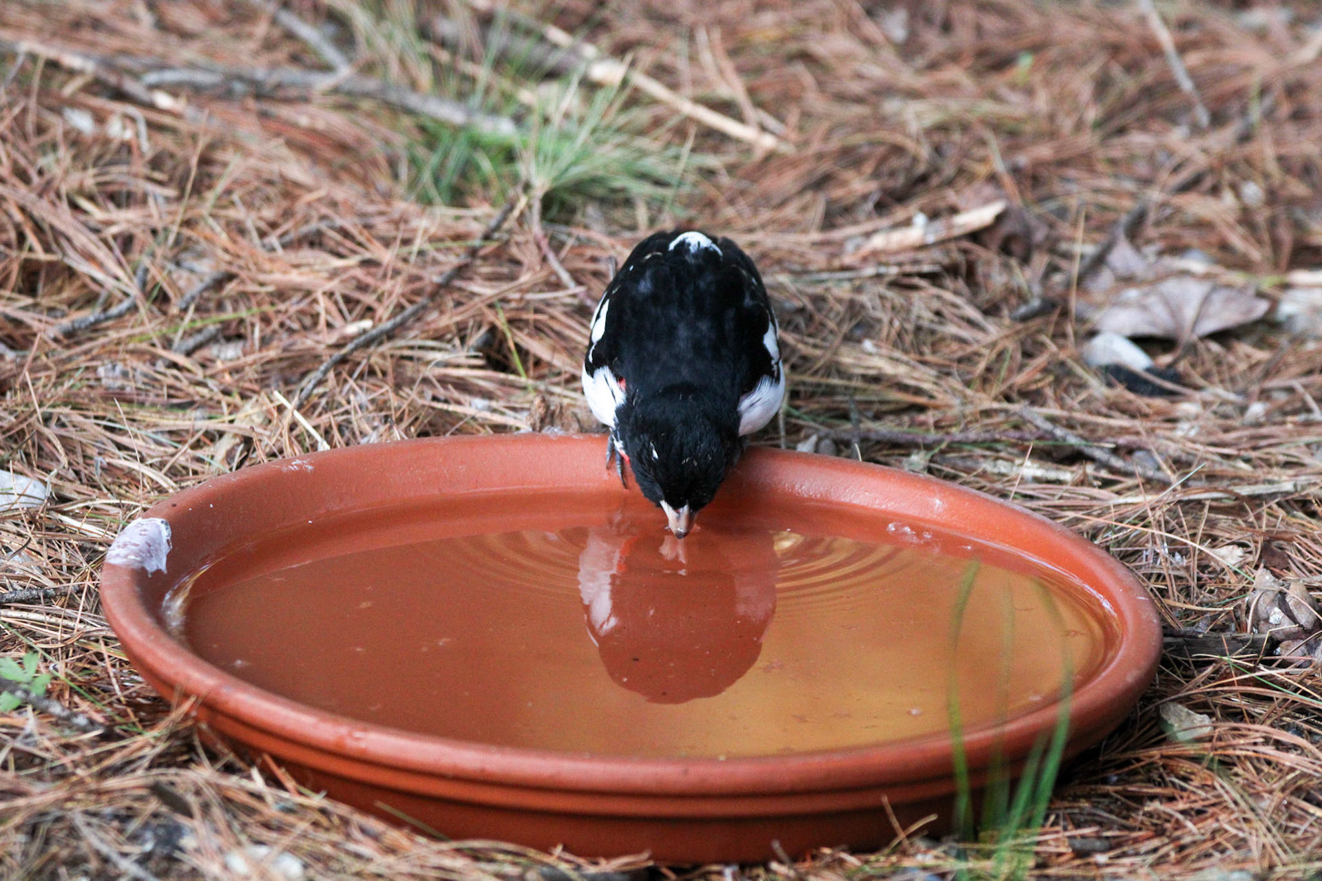 Rose-breasted Grosbeak