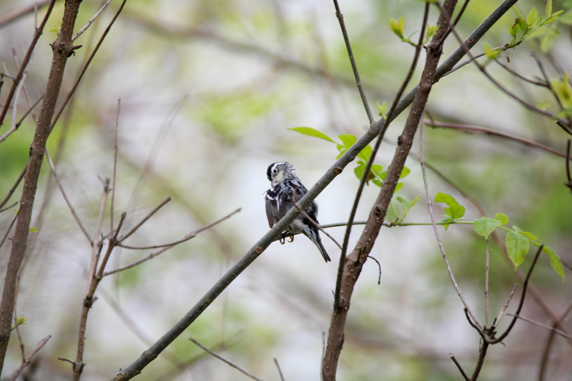 Black-and-white Warbler