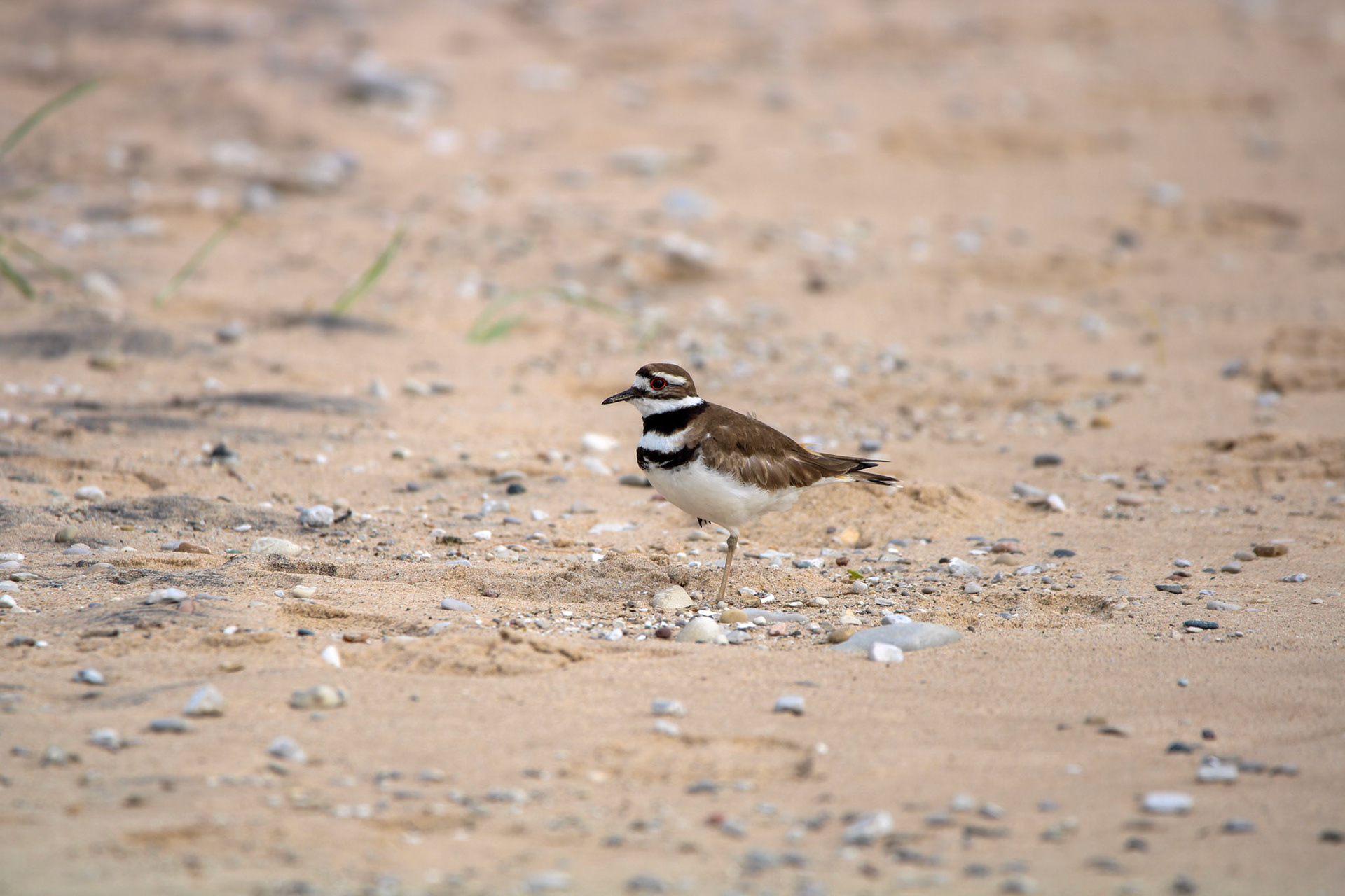 Killdeer
