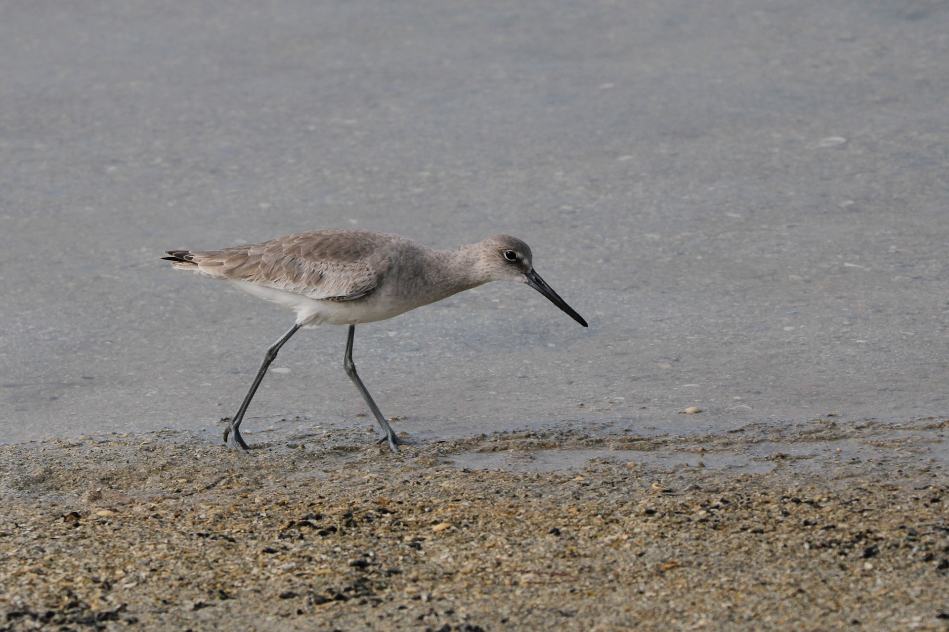 Willet