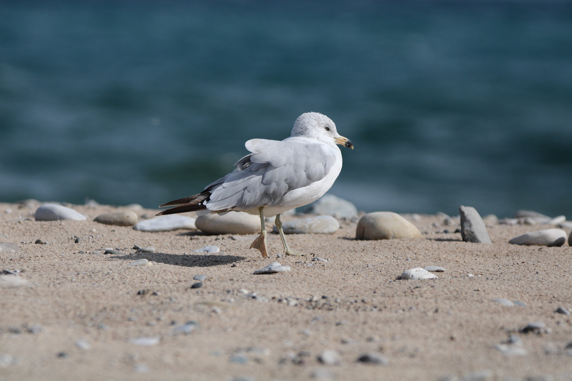 Ring-billed Gull