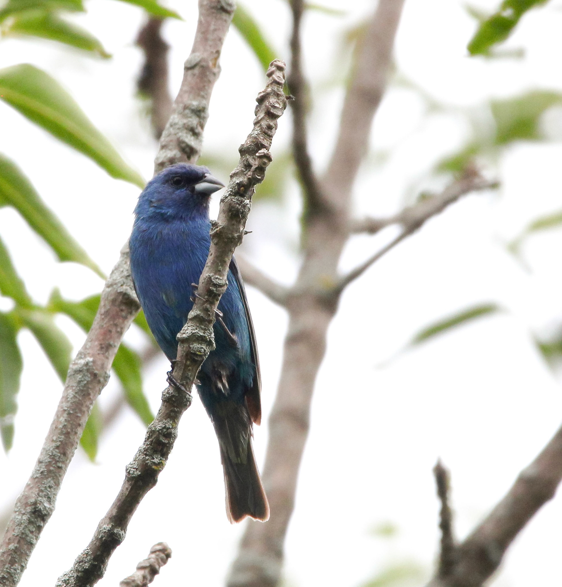 Indigo Bunting