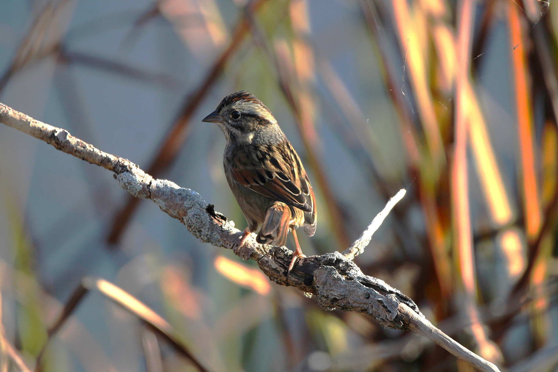 Song Sparrow ?