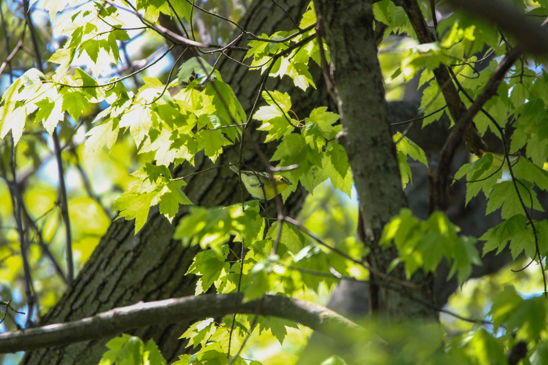Yellow-throated Vireo