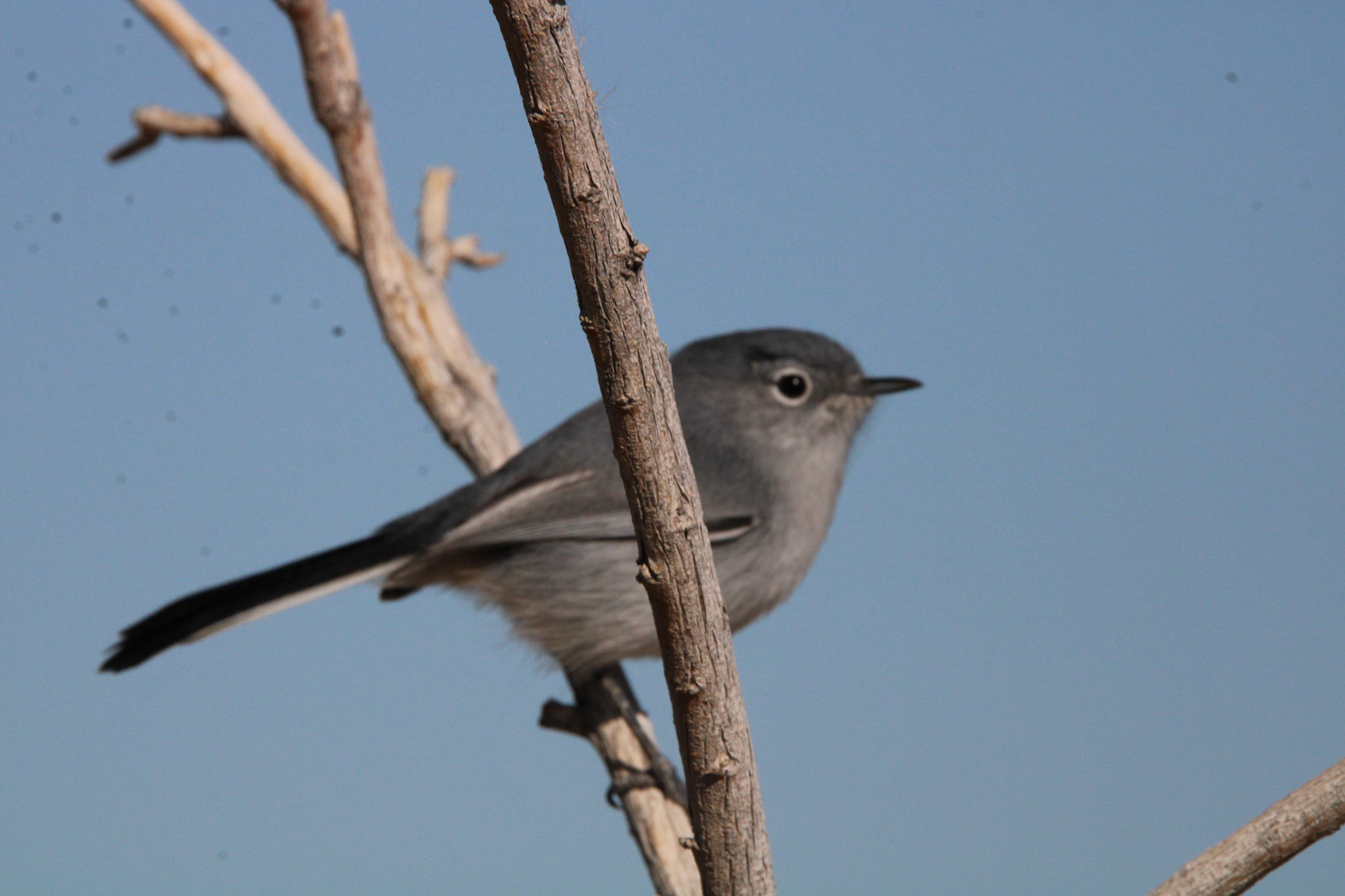 Blue-gray Gnatcatcher