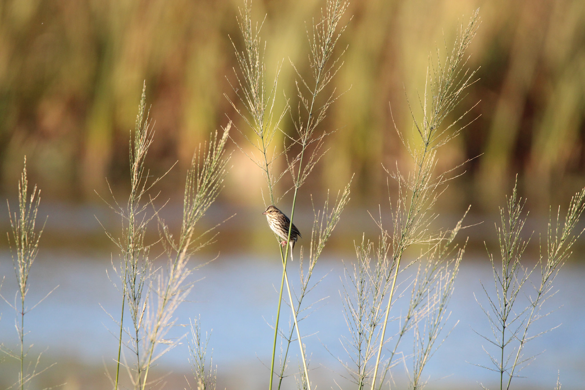 Song Sparrow