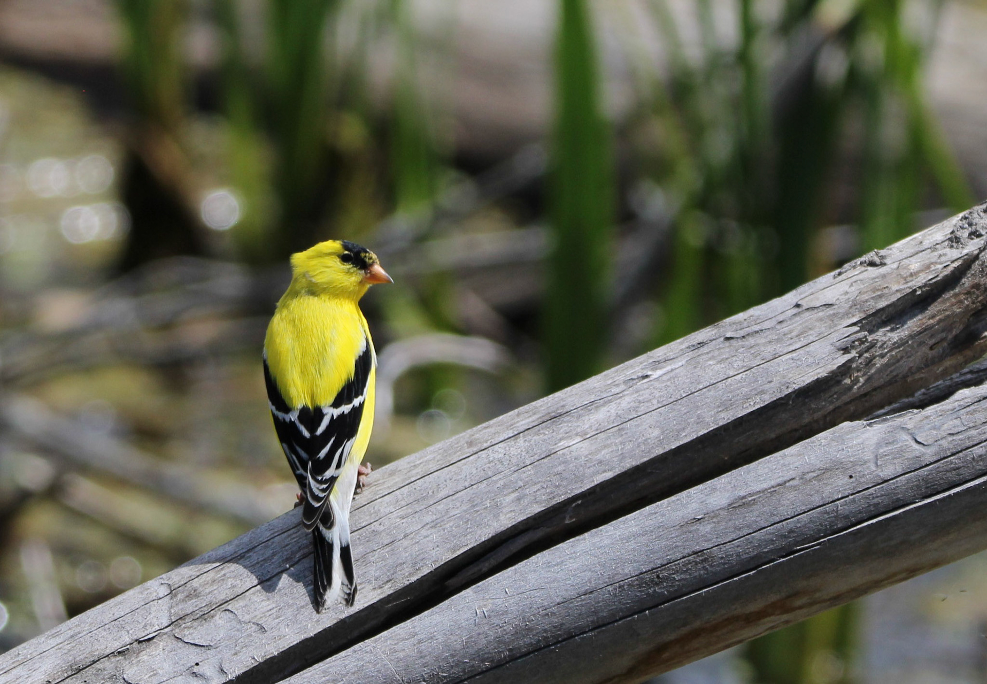American Goldfinch