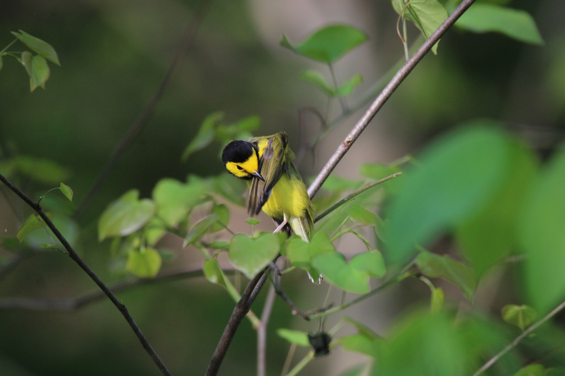 Hooded Warbler