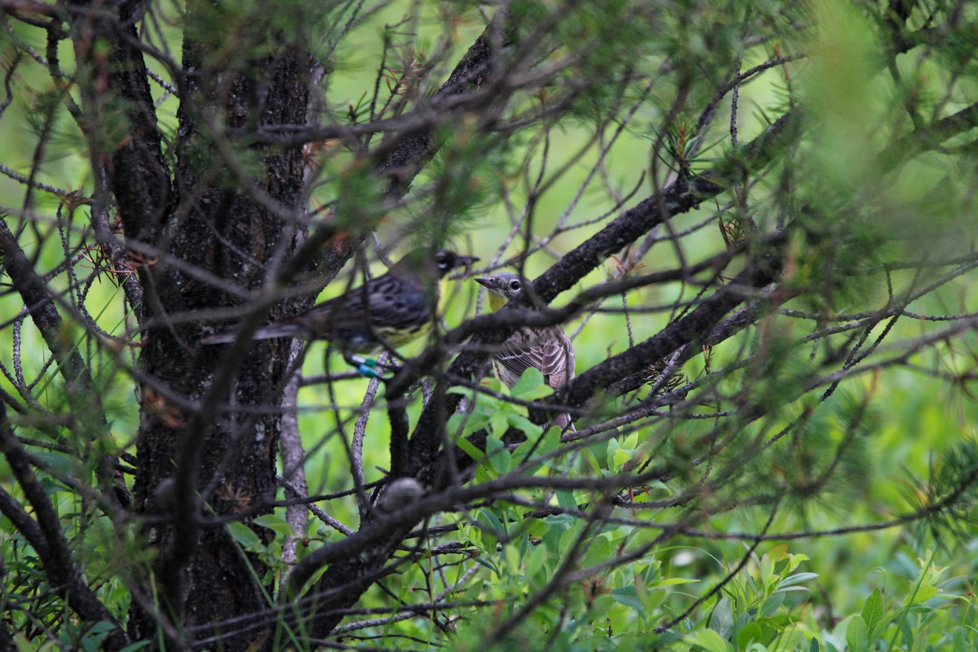Kirtland's Warbler - Huron National Forest