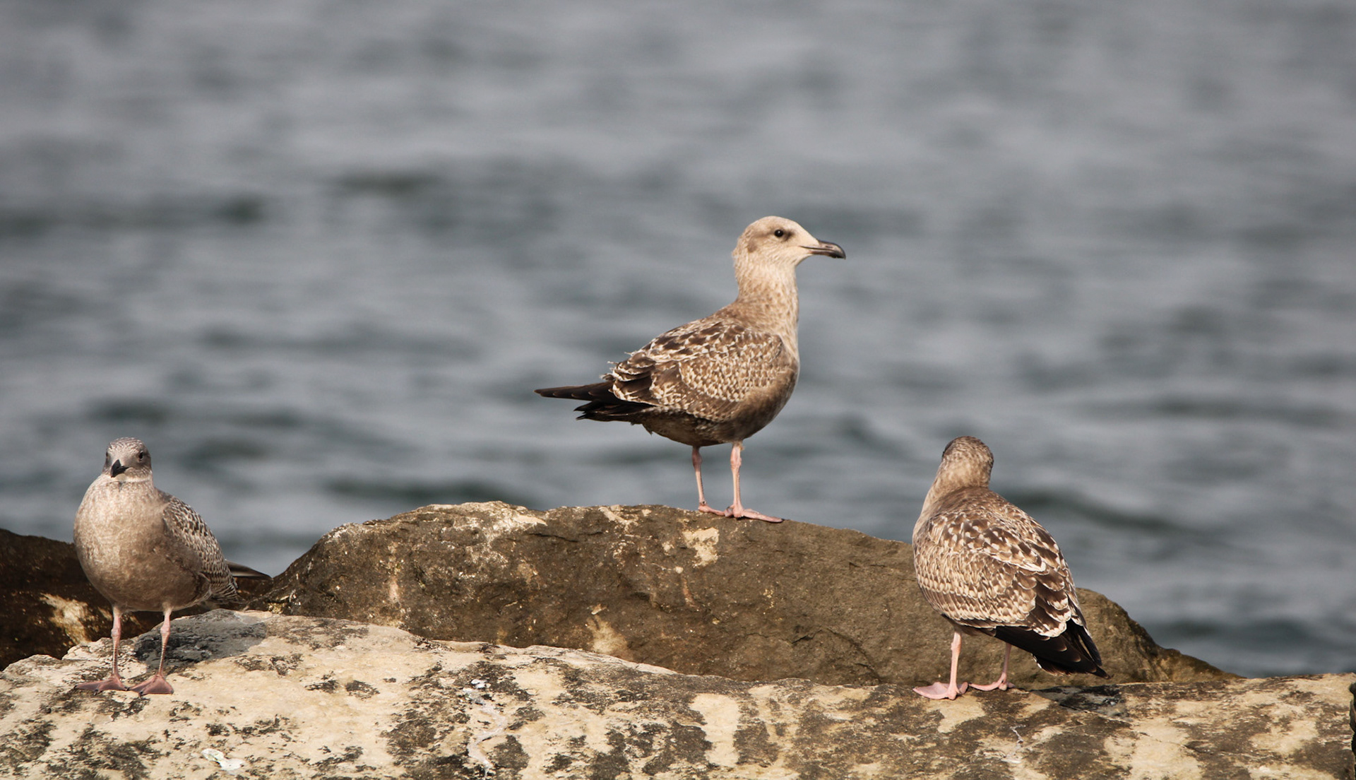 Herring Gull