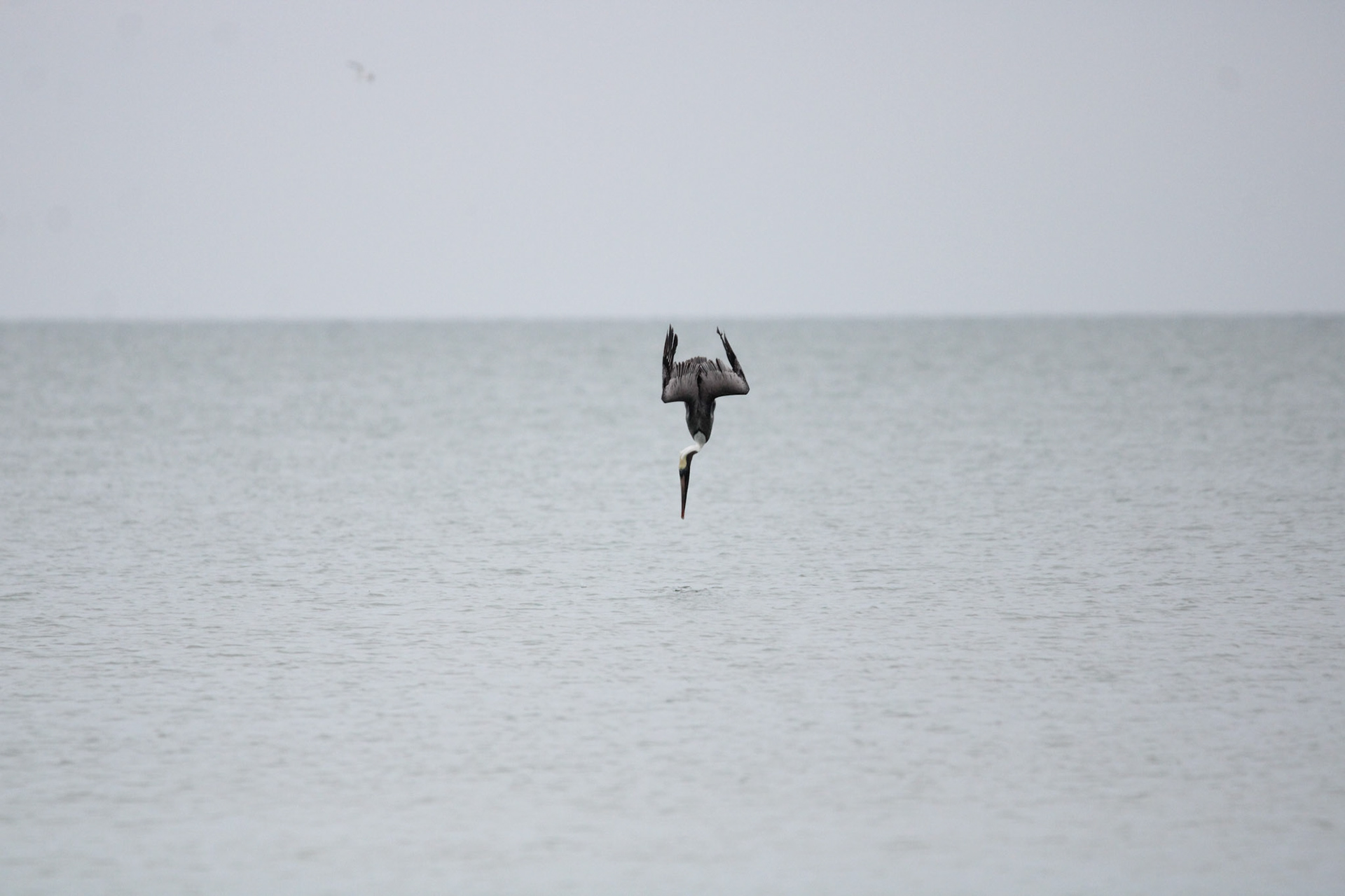 Brown Pelican