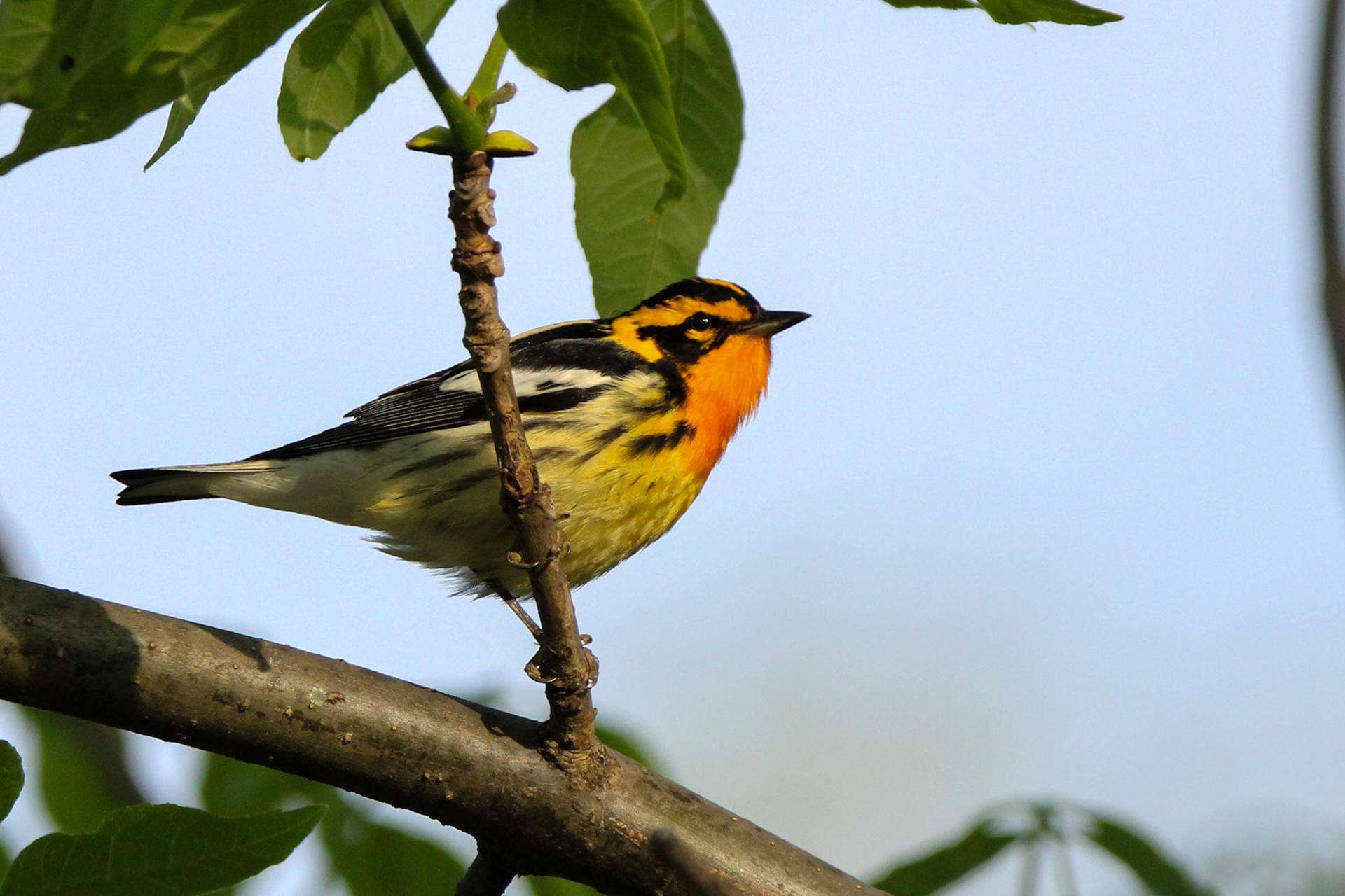Blackburnian Warbler