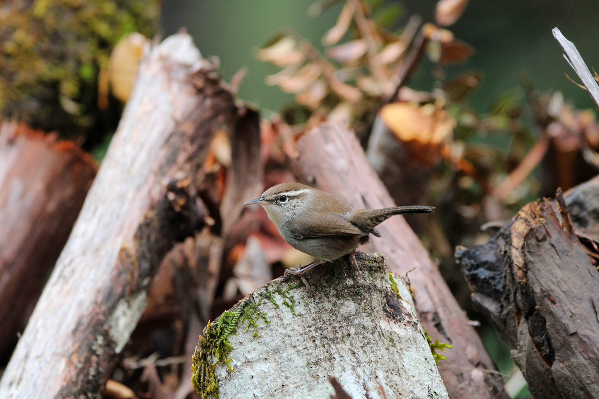 Bewick's Wren - Big Basin Redwoods State Park