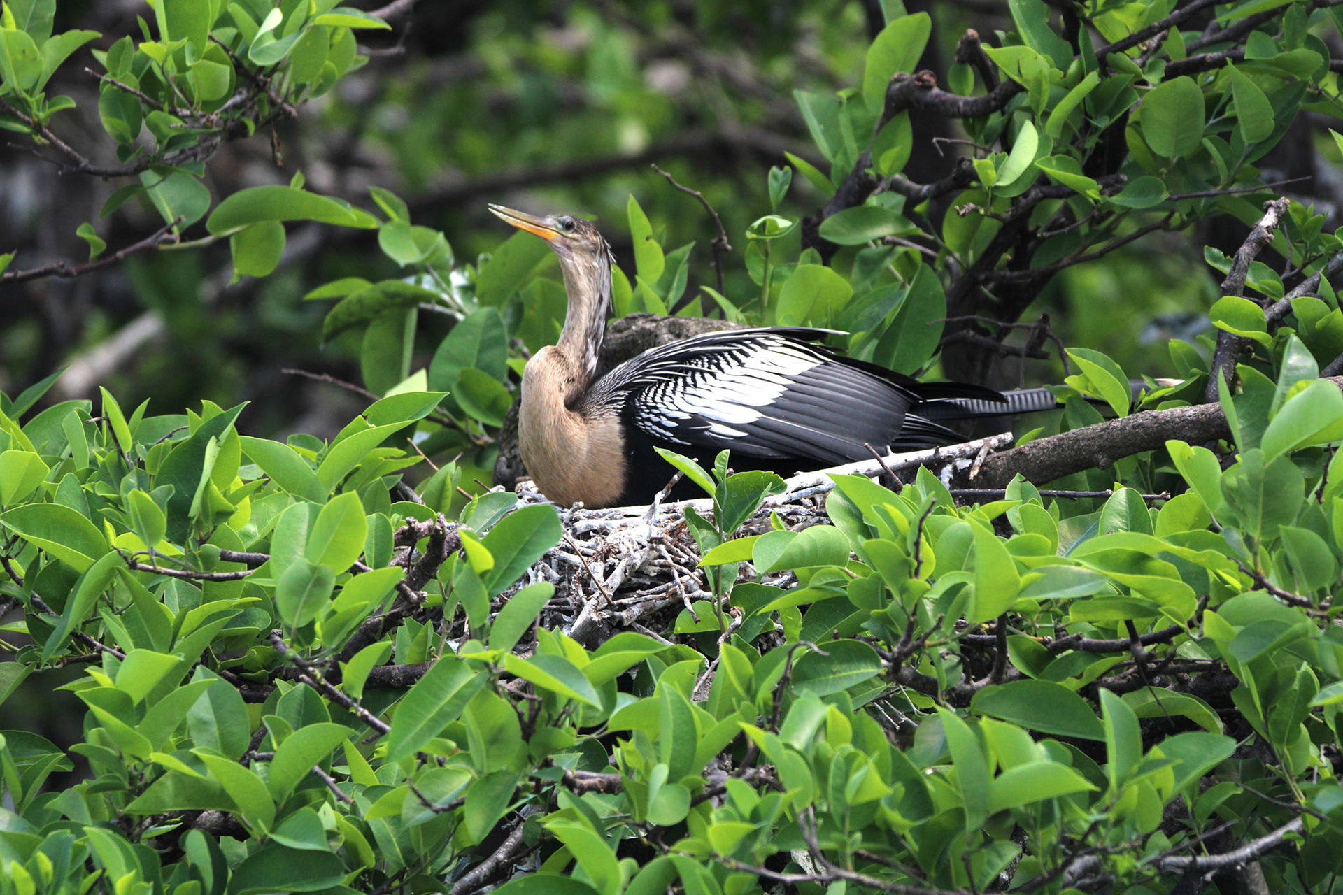 Anhinga - Wakodahatchee Wetlands
