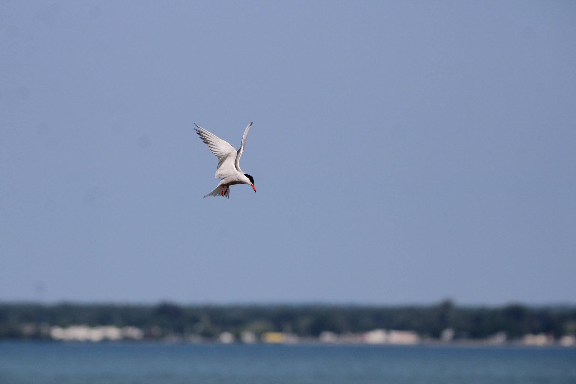 Common Tern