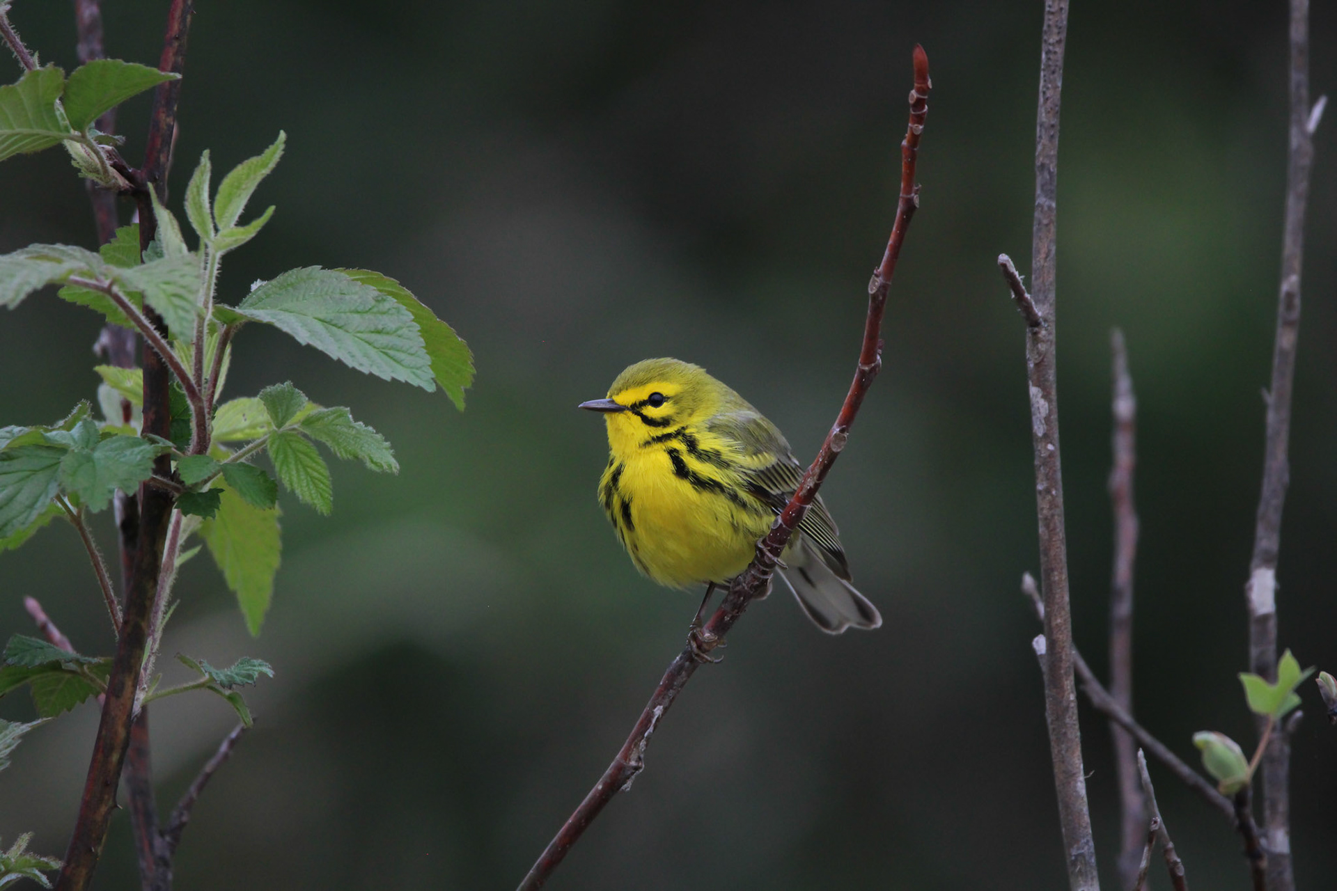 Prairie Warbler