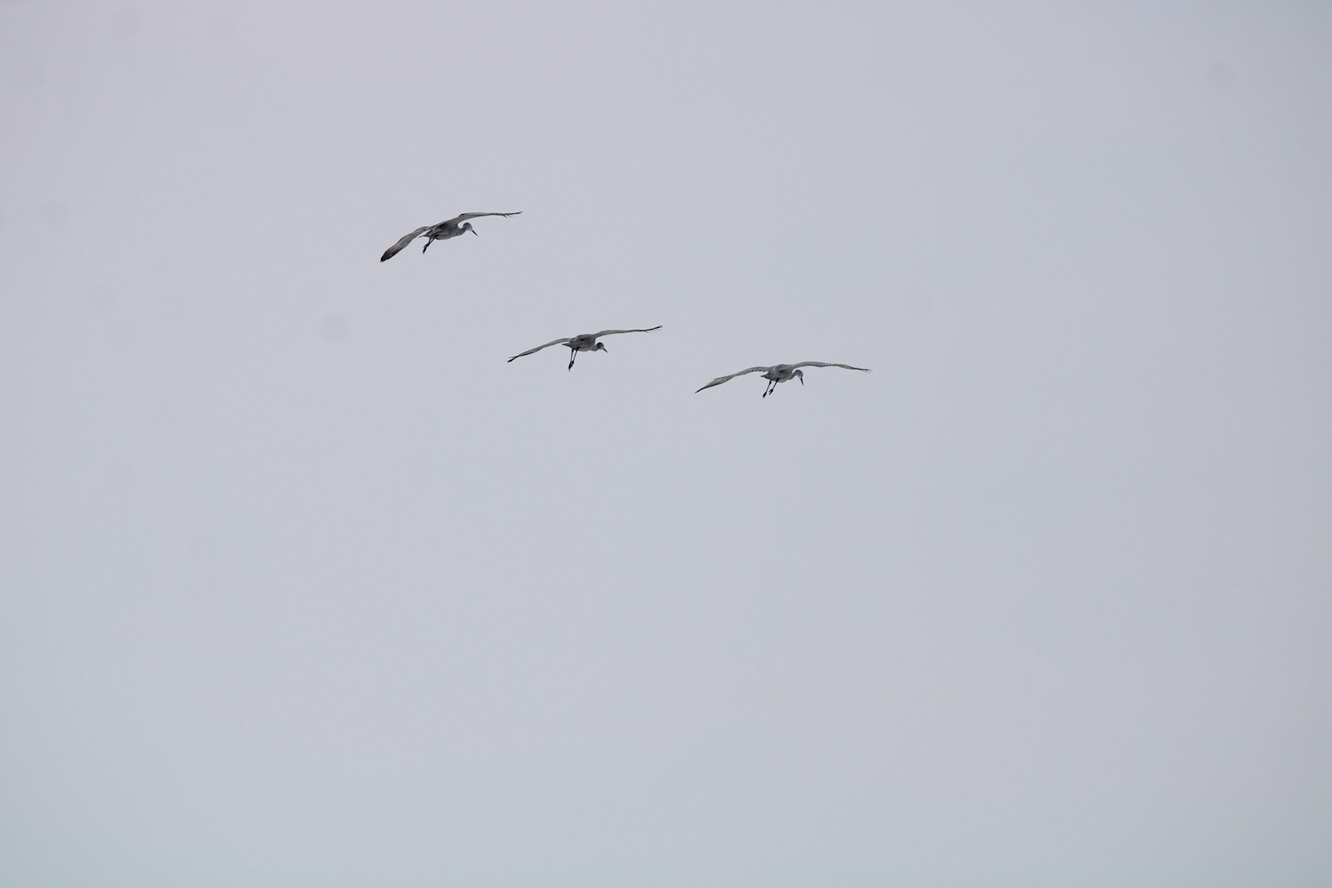 Sandhill Cranes