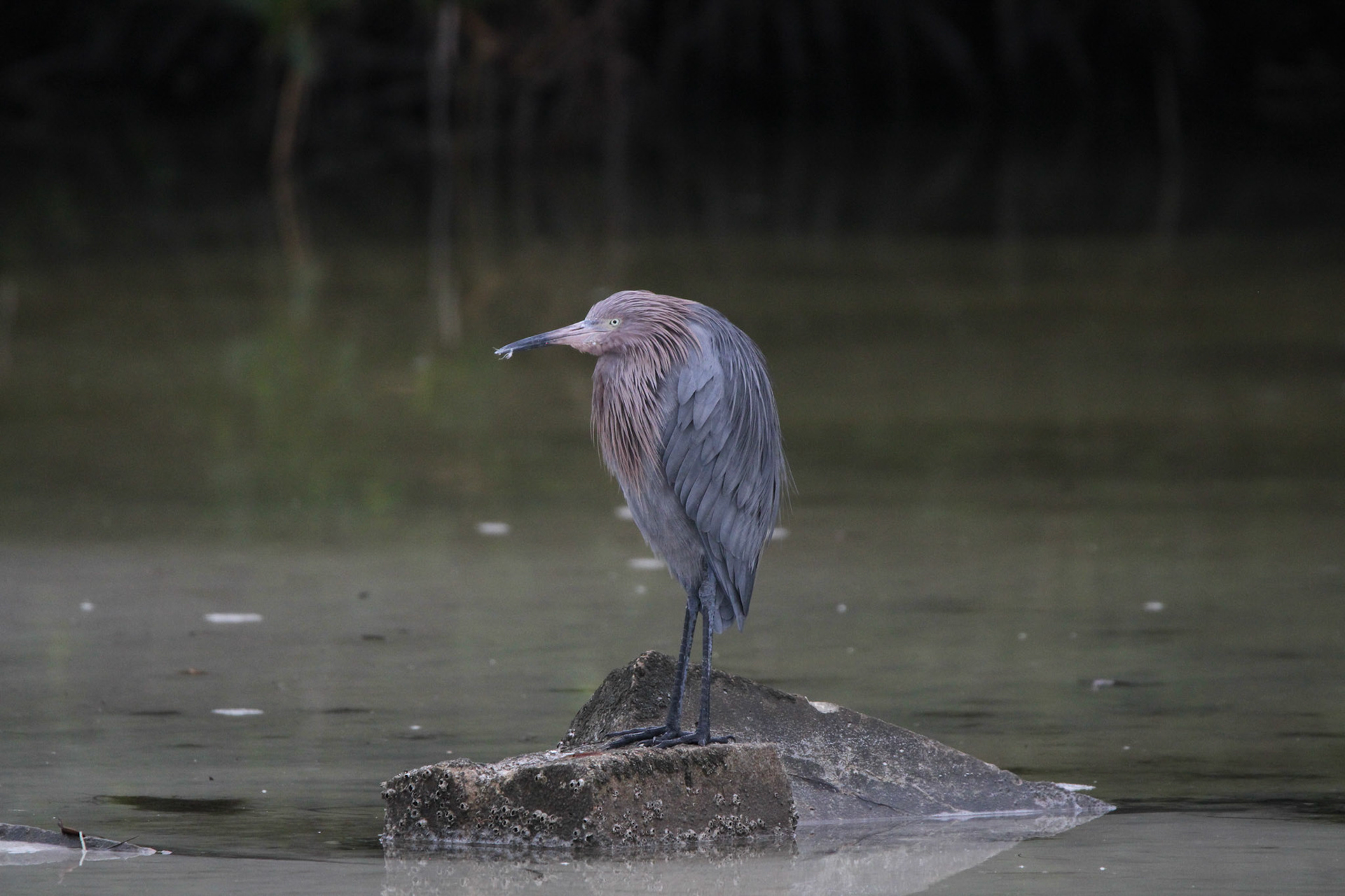 Reddish Egret