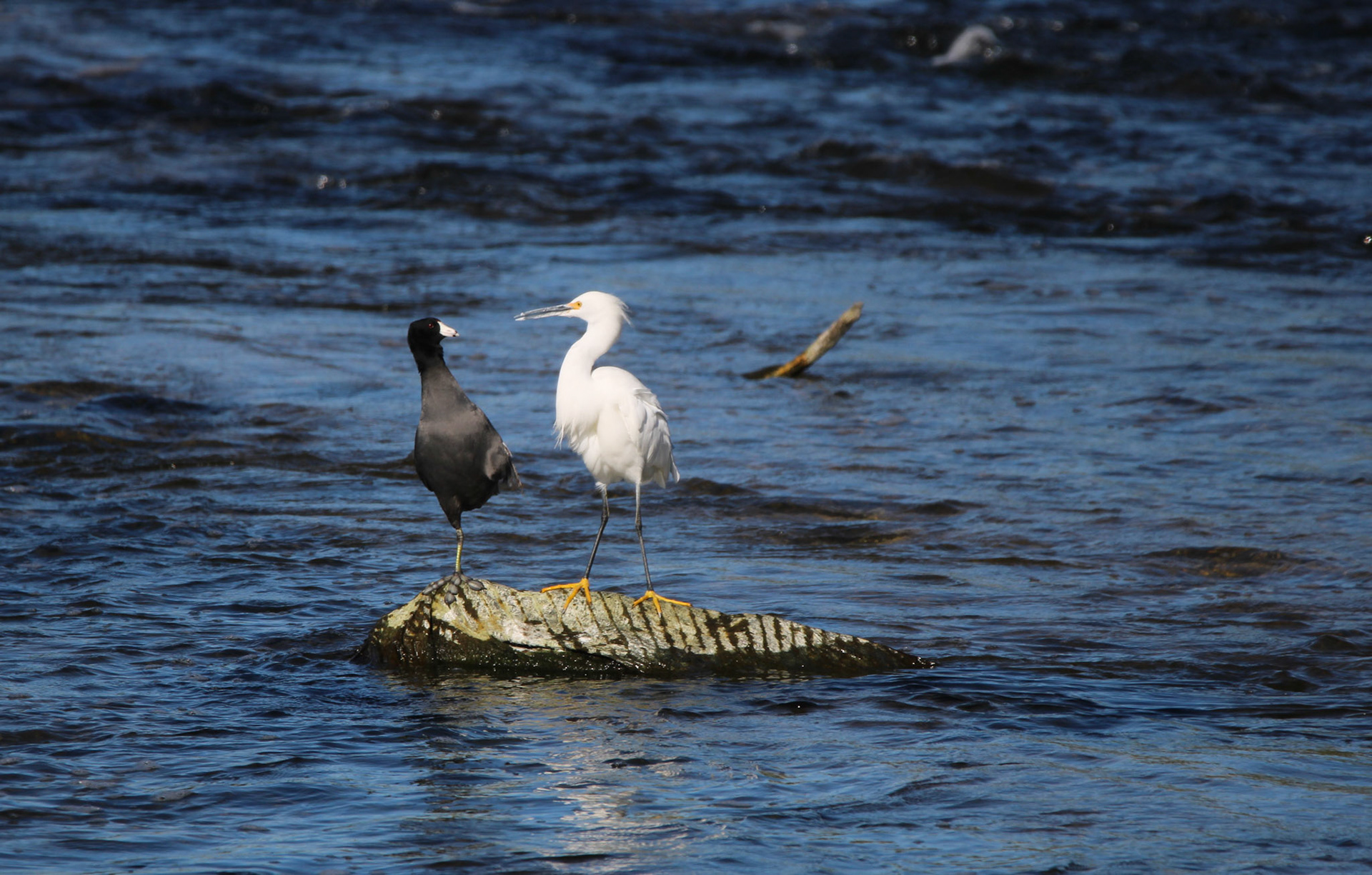 American Coot and Snowy Egret
