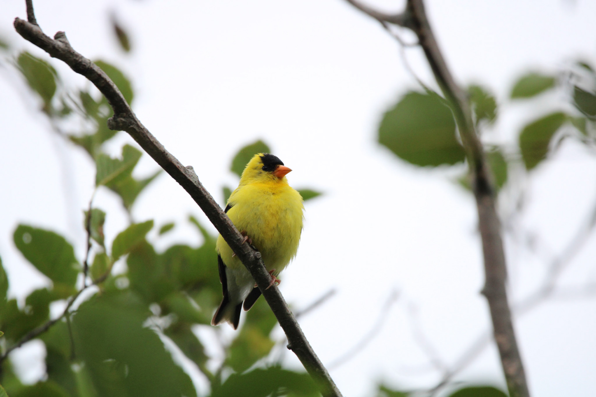 American Goldfinch - Shipwreck Creek Campground