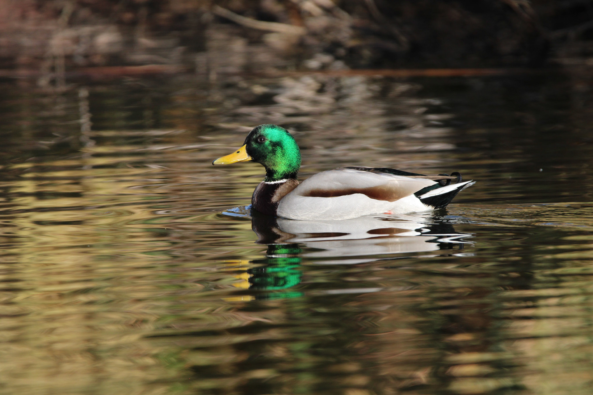 Mallard