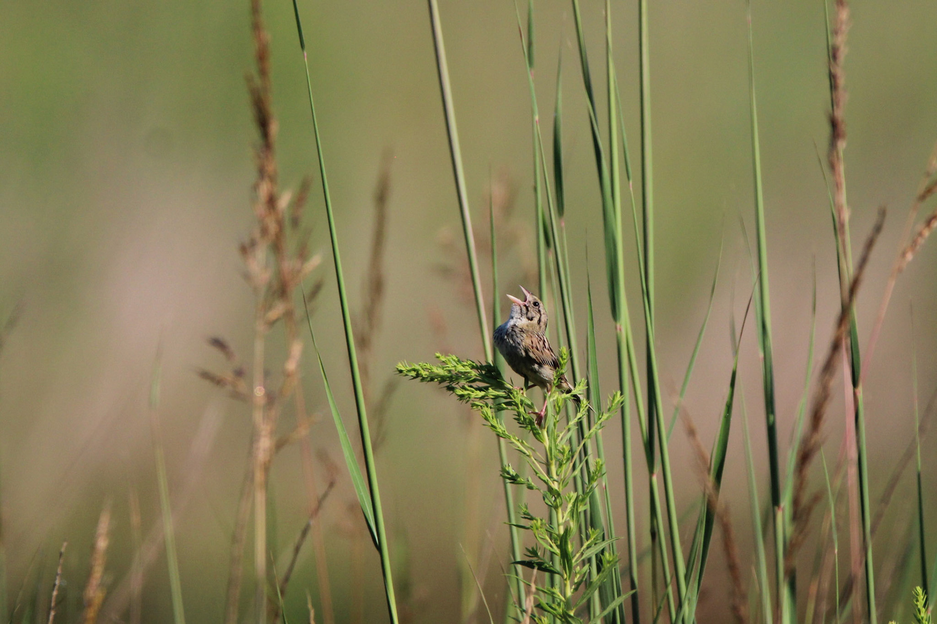 Henslow's Sparrow