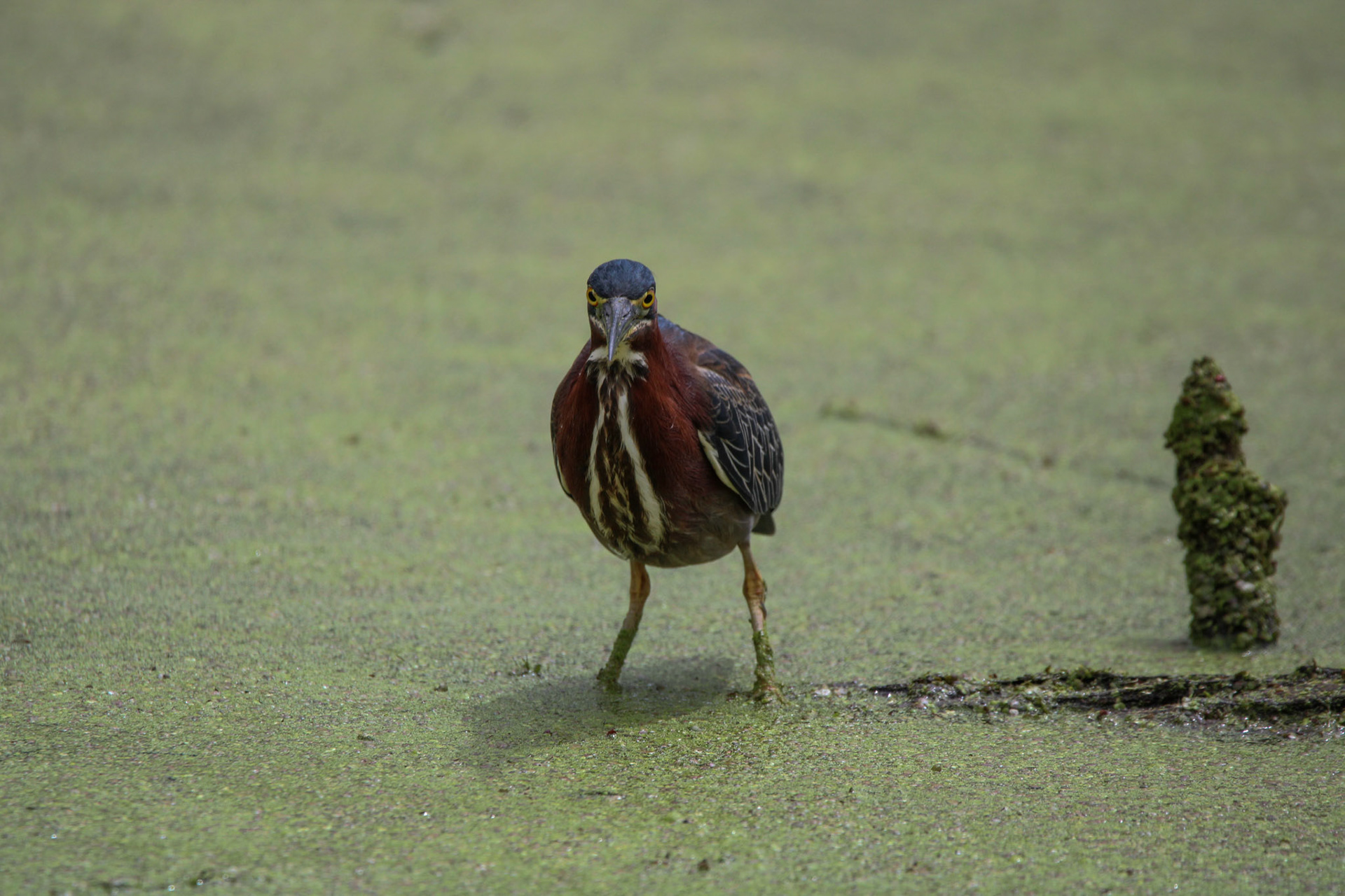 Green Heron