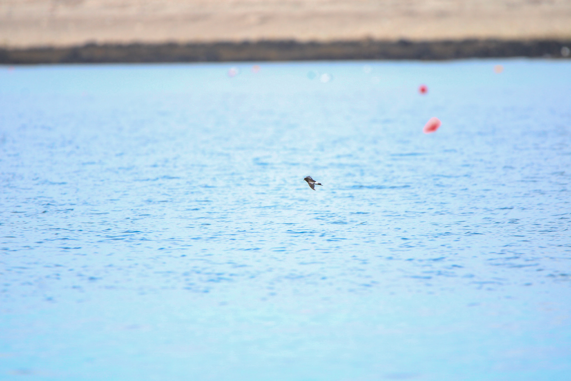 Wilson's Storm Petrel