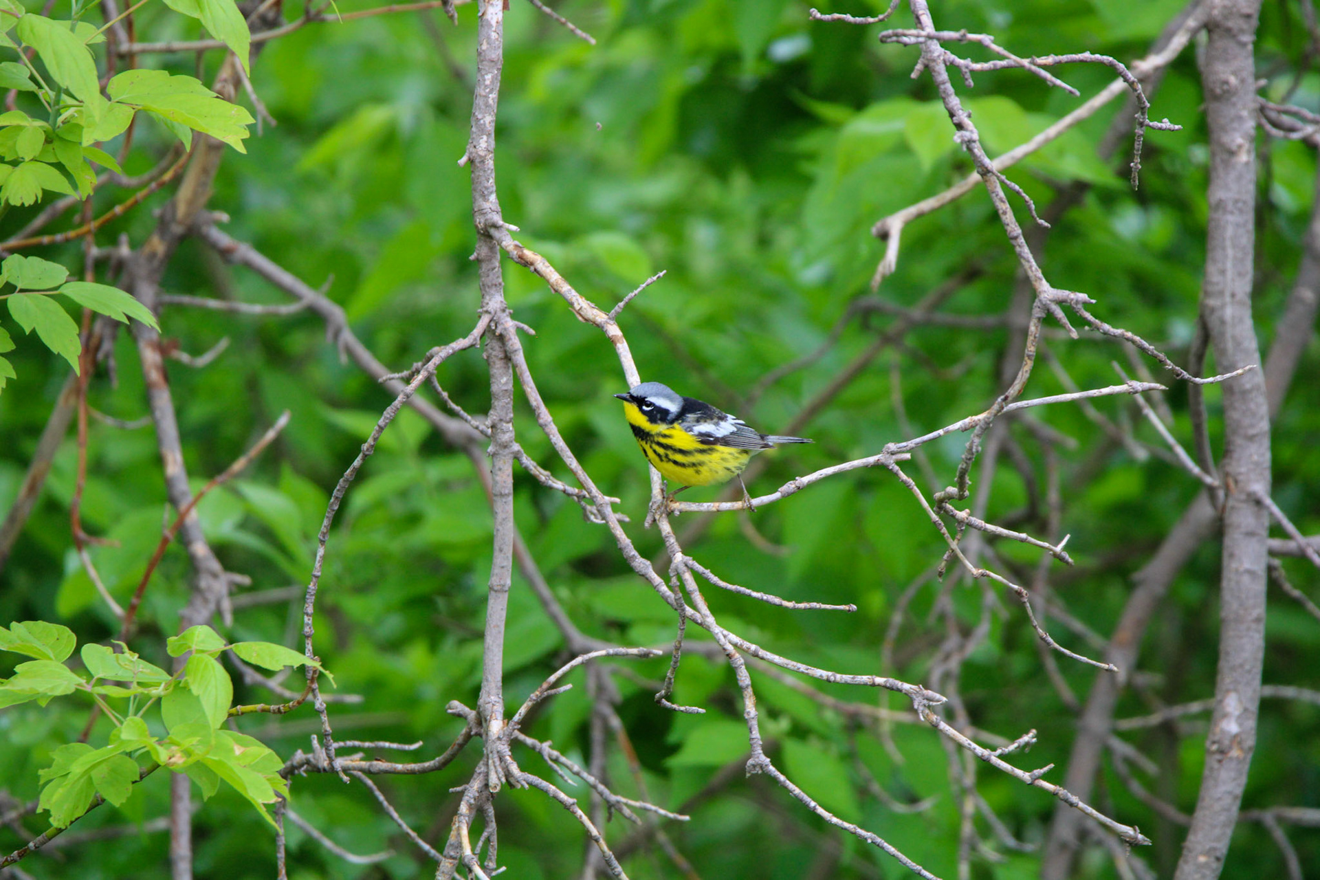 Magnolia Warbler