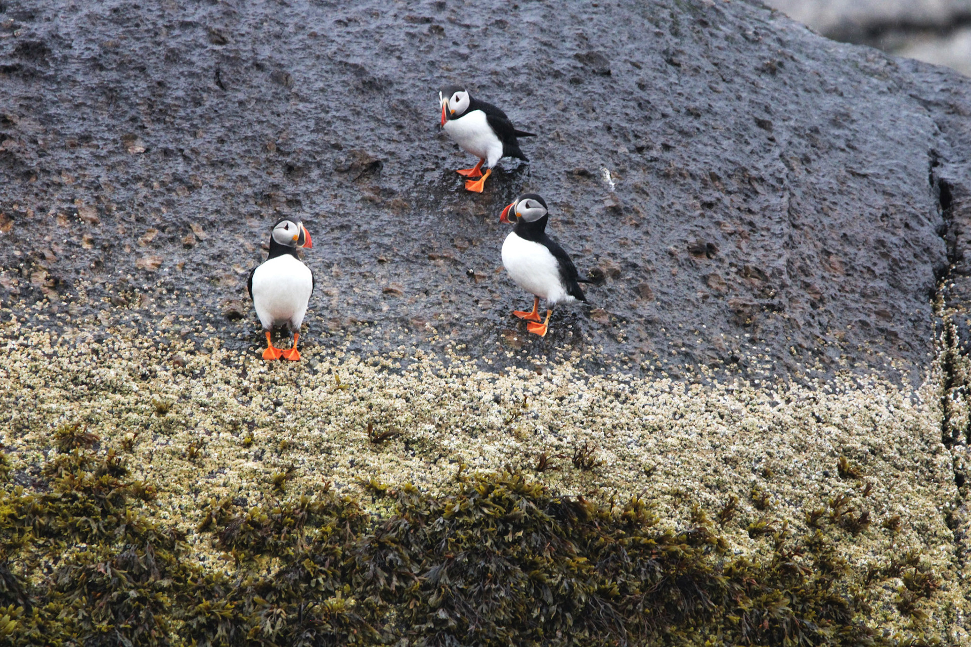 Atlantic Puffin