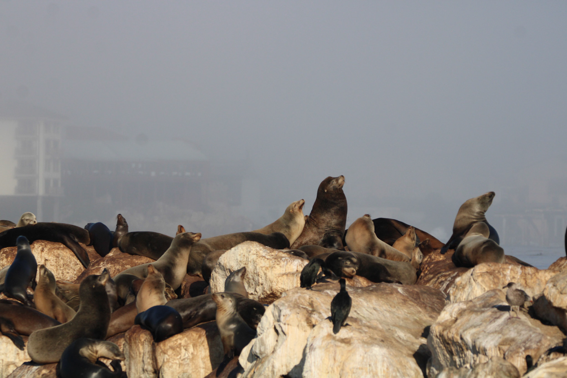 California Sea Lion - Monterey Bay, CA