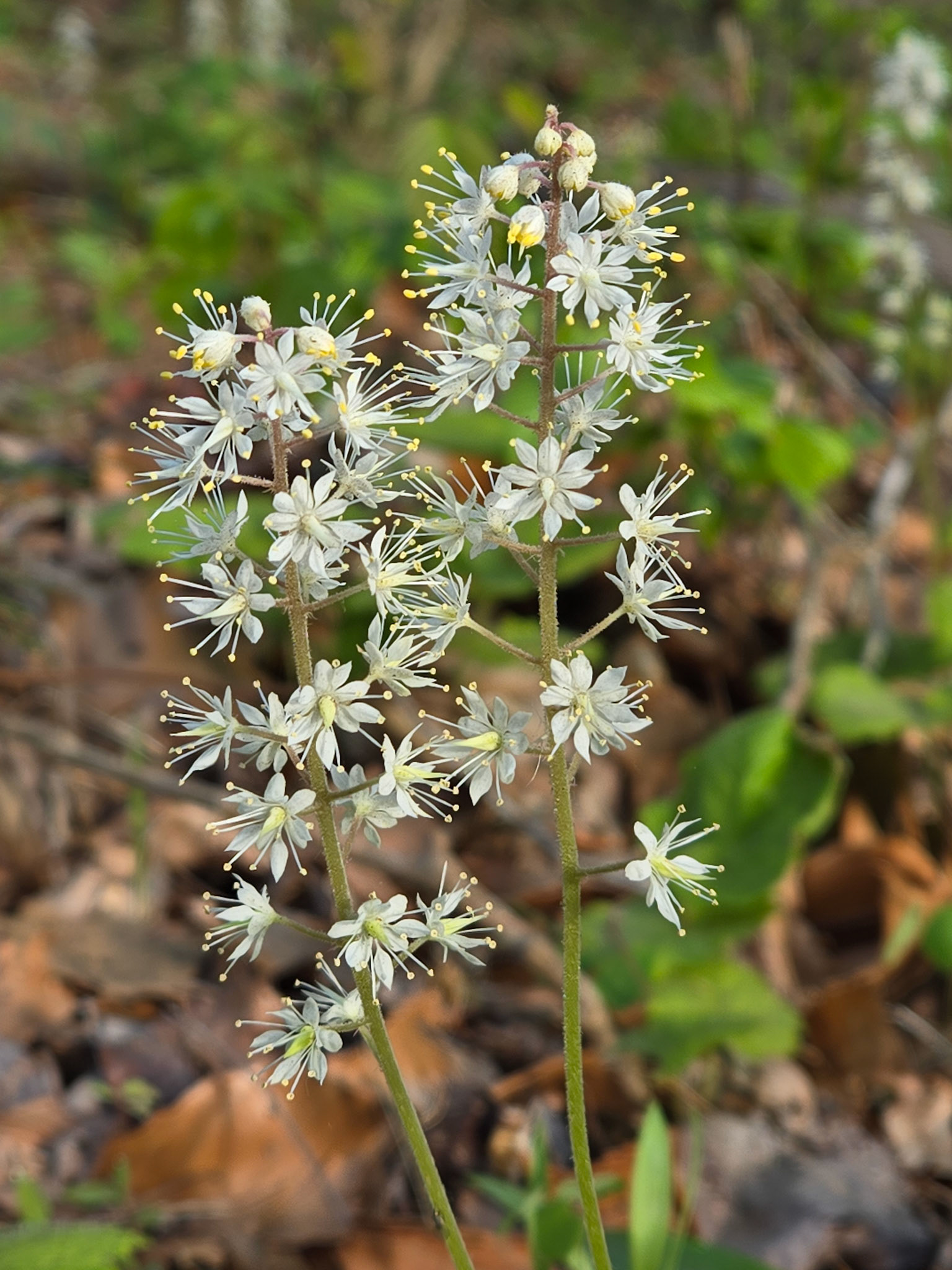 Heartleaf Foamflower
