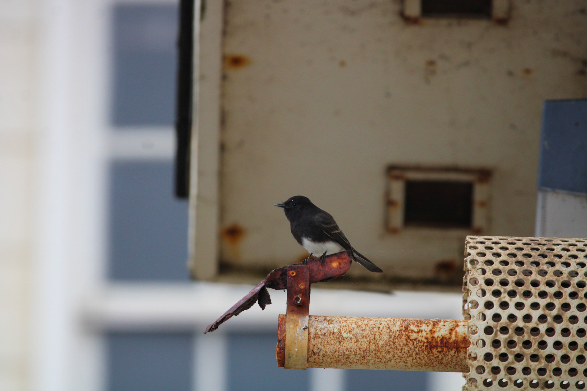 Black Phoebe - Rodeo Lagoon