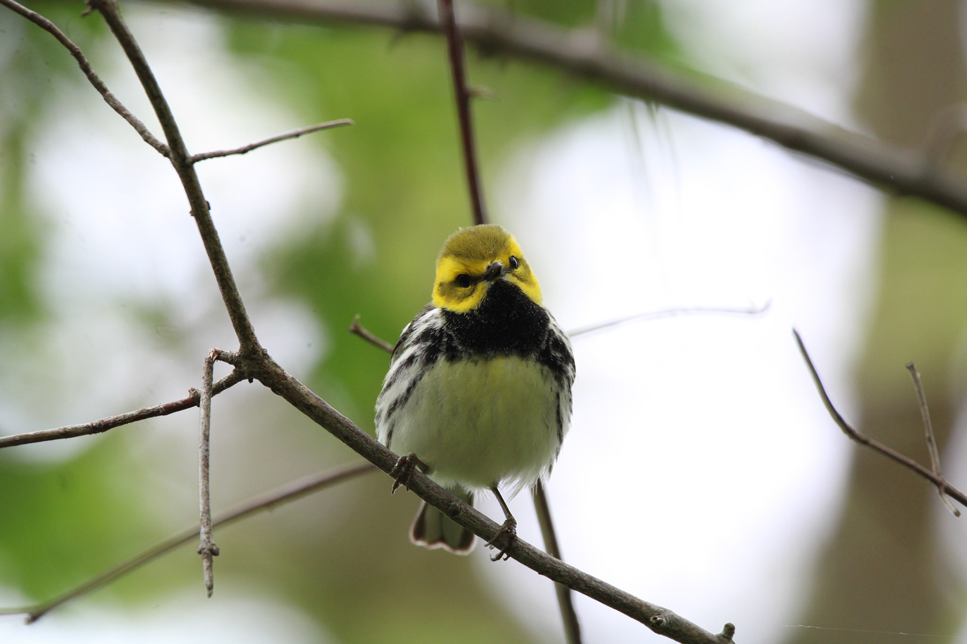 Black-throated Green Warbler