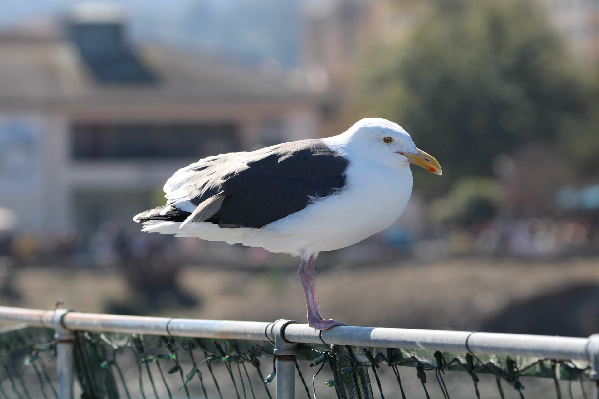 Western Gull - Monterey Bay, CA