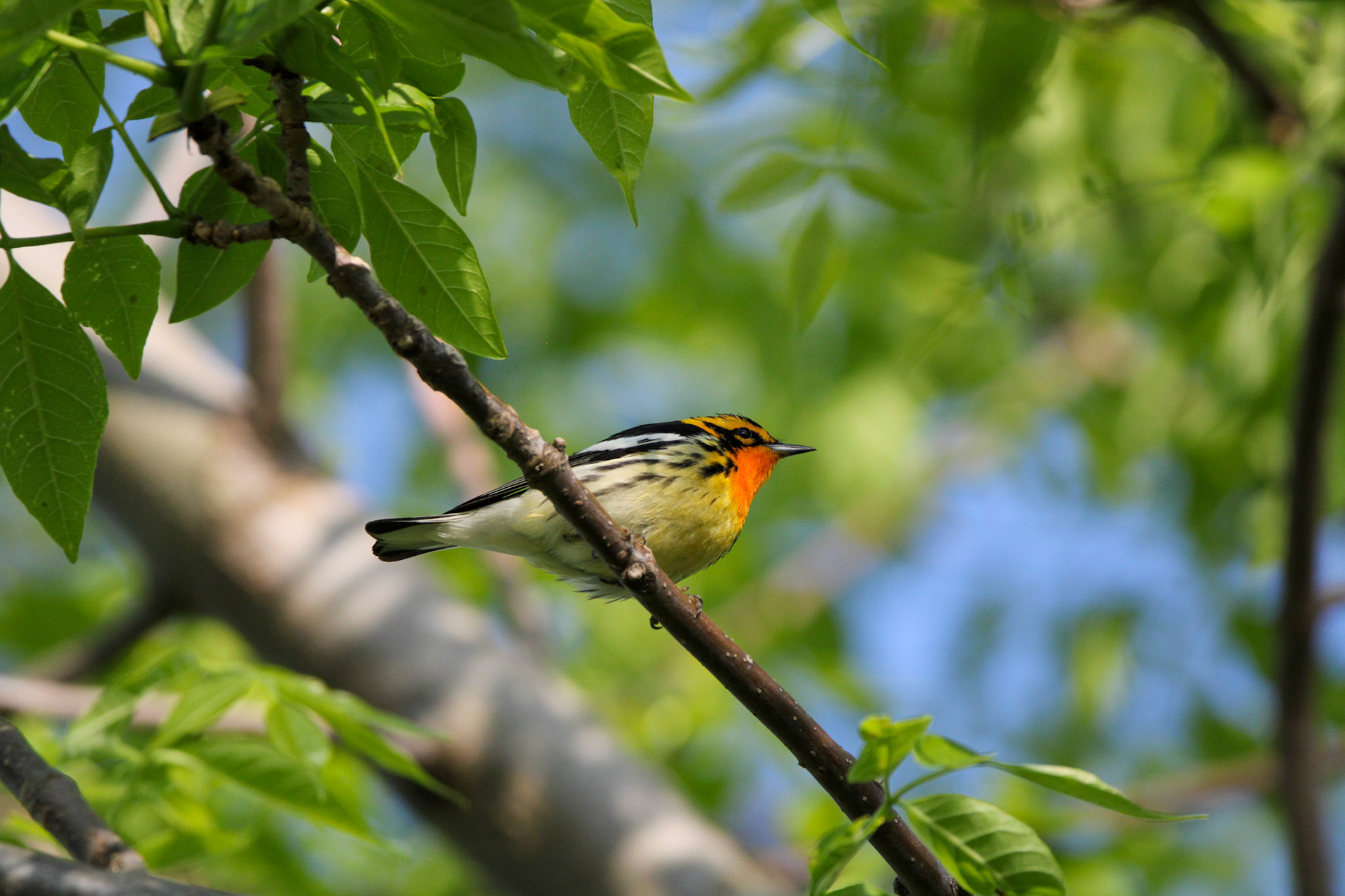 Blackburnian Warbler