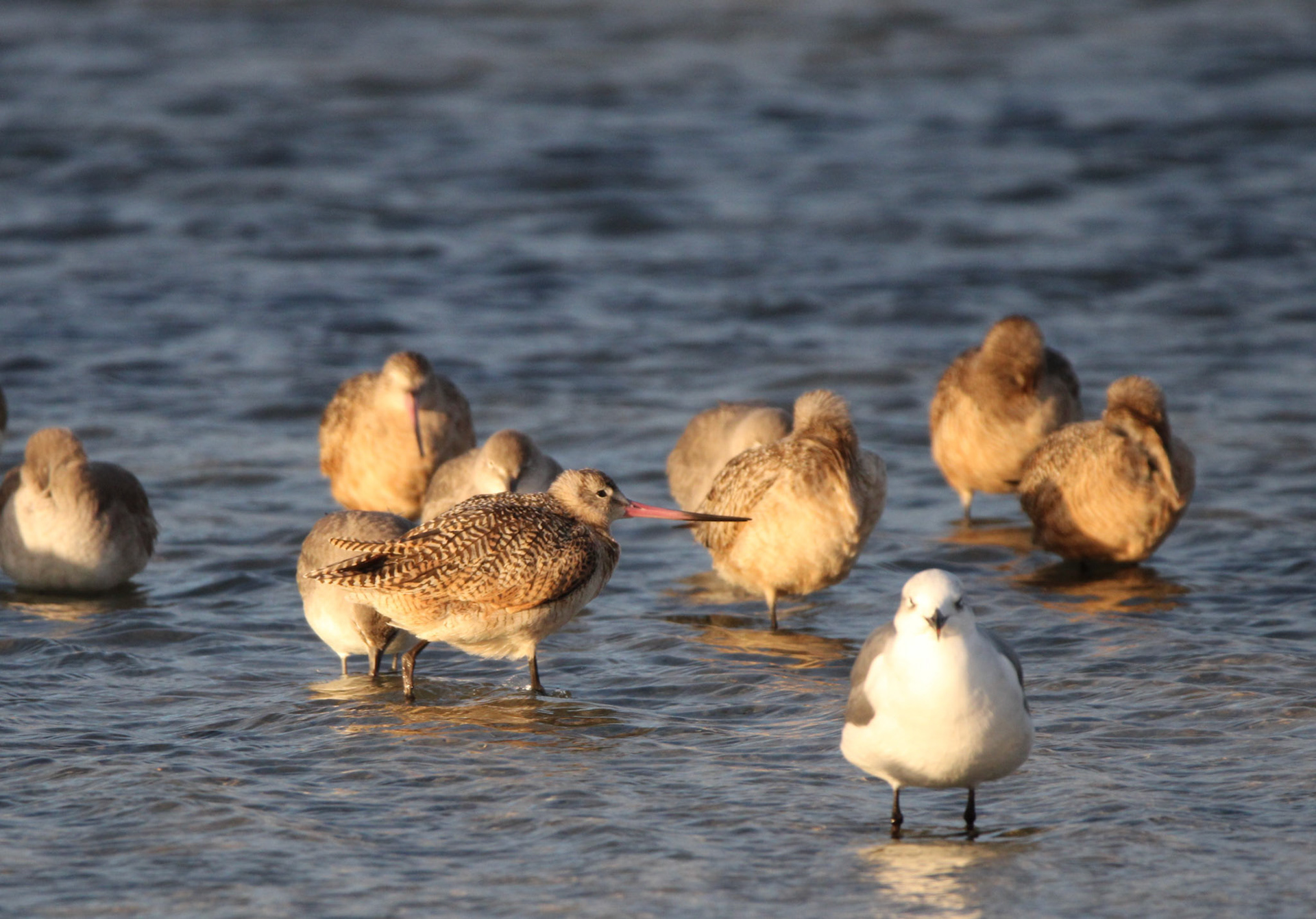 Marbled Godwit
