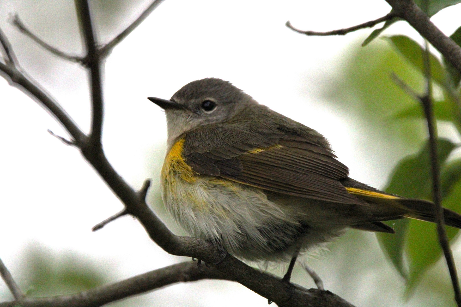 American Redstart (F)